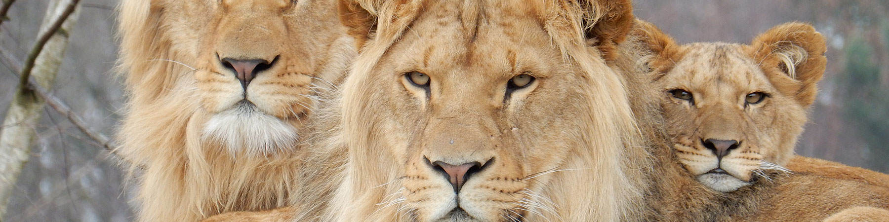 zoo-parc-overloon1